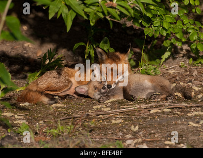 Le renard roux Vulpes vulpes - jouer avec cub Banque D'Images
