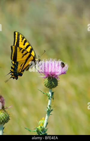 L'Anise swallowtail butterfly Papilio zelicaon à Desert Center, près de Osoyoos dans la région de l'Okanagan en Colombie-Britannique, Canada Banque D'Images