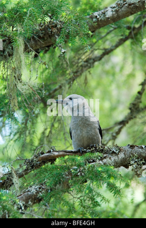 Un cassenoix (Nucifraga columbiana) perches dans la forêt à Manning Provincial Park, British Columbia, Canada Banque D'Images