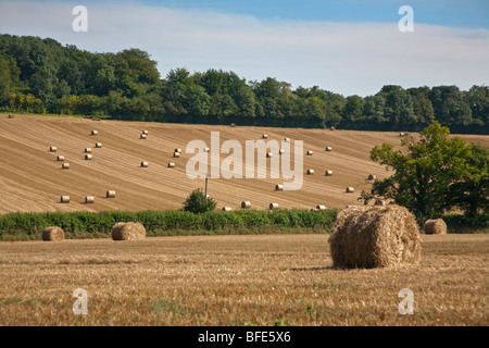 Bottes de foin dans le champ, Hampshire, Angleterre Banque D'Images