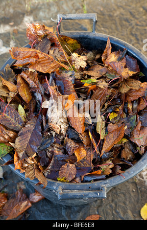 Les feuilles d'automne rafraîchi dans un seau Banque D'Images