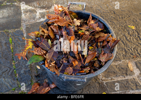 Les feuilles d'automne rafraîchi dans un seau Banque D'Images