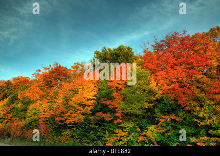 Les arbres colorés à l'automne dans le parc Algonquin, Ontario, Canada Banque D'Images