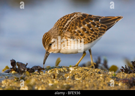 Le bécasseau minuscule (Calidris minutilla) nourrir le long du rivage à Victoria, île de Vancouver, Colombie-Britannique, Canada Banque D'Images