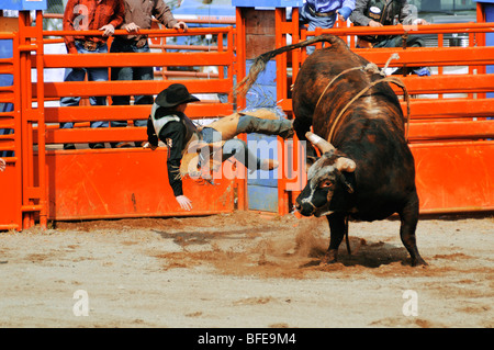 Cowboy projeté de bull à Luxton Pro Rodeo, Victoria, île de Vancouver, Colombie-Britannique, Canada Banque D'Images