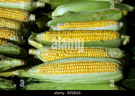 Le maïs doux Maïs Zea mays famille des Poacées un aliment riche en fibres et en glucides Banque D'Images