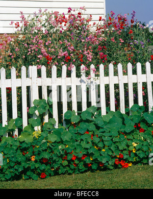 Les Capucines de plus en face de clôture blanche avec des pois sucré rose cottage jardin de devant Banque D'Images