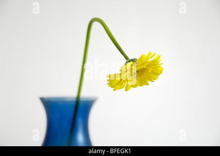 Une fleur jaune dans un vase bleu Banque D'Images