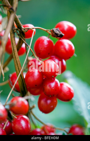 Bryony noir baies ; Tamus comunis Cornwall ; automne ; Banque D'Images