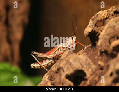 Eastern Lubber Grasshopper, Romalea guttata (Romalea microptera) Romaleidae, Orthoptères, sud-est de l'USA. Des profils. Banque D'Images