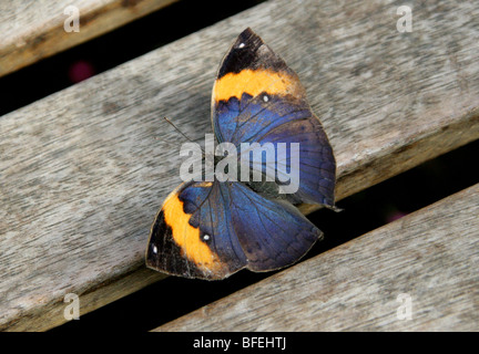 Feuille d'Indien, Papillon Kallima inachus, Nymphalidae (femelle). Banque D'Images