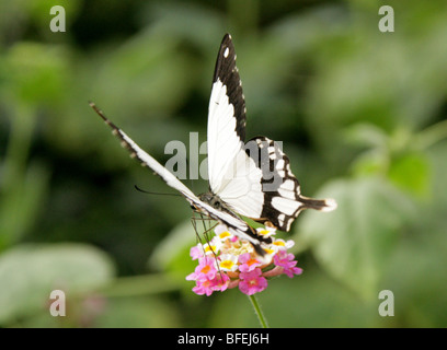 Homme moqueur, papillon du machaon Papilio dardanus, Papilionidae, de l'Afrique. Banque D'Images