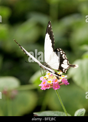 Homme moqueur, papillon du machaon Papilio dardanus, Papilionidae, de l'Afrique. Banque D'Images