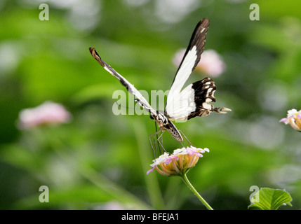 Homme moqueur, papillon du machaon Papilio dardanus, Papilionidae, de l'Afrique. Banque D'Images
