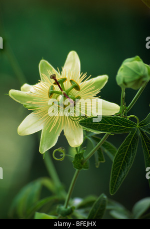 -Jusqu'à proximité de Fleur de passion jaune-fleur.. Banque D'Images