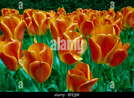 Close-up de tulipes orange dans grand jardin border Banque D'Images