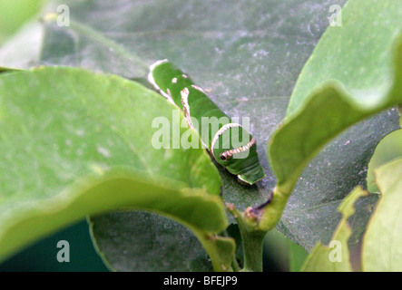 Citrus Swallowtail Butterfly Caterpillar, Papilio caravaggio collier style necklace, Papilionidae, Afrique du Sud. Ressemblant à un oiseau en baisse. Banque D'Images