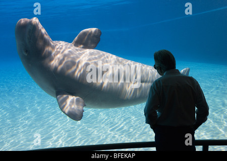 L'homme regardant le béluga (Delphinapterus leucas) en captivité, Marineland, Niagara Falls, Ontario, Canada Banque D'Images