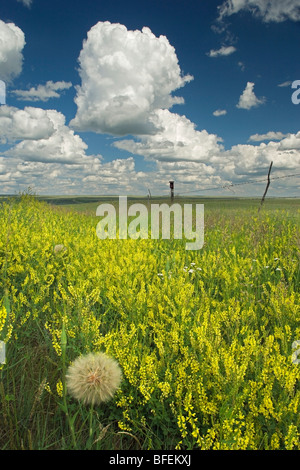 Barbe (Tragopogon dubius) et jaune Le mélilot (Melilotus officinalis) dans le champ près de Drumheller, Alberta, Canada Banque D'Images