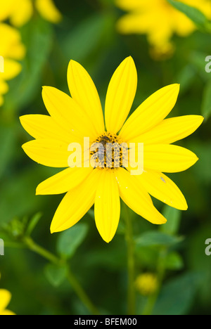 Rudbeckia fleur avec bee Banque D'Images