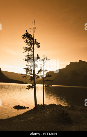 La difficulté pins Lodgepole sur berges rocheuses. Le lac Minnewanka, Banff National Park, Alberta, Canada. Banque D'Images