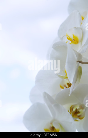 Les orchidées blanches sur fond bleu ciel avec des nuages Banque D'Images