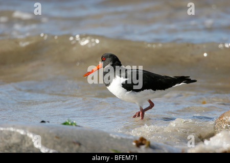 Huîtrier pie Haematopus ostralegus debout dans l'eau de mer avec des vagues en arrière-plan, St Mary, Îles Scilly, au Royaume-Uni. Banque D'Images