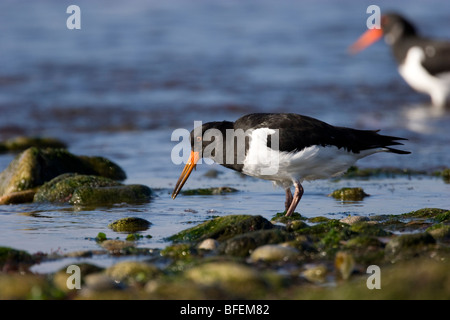 Deux Huîtrier pie Haematopus ostralegus se nourrissant sur le rivage avec une autre en arrière-plan, St Mary, Îles Scilly, au Royaume-Uni. Banque D'Images