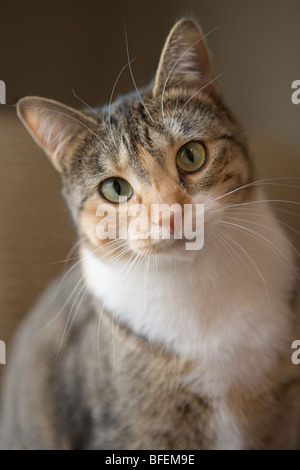 Portrait of mixed race de chat Banque D'Images