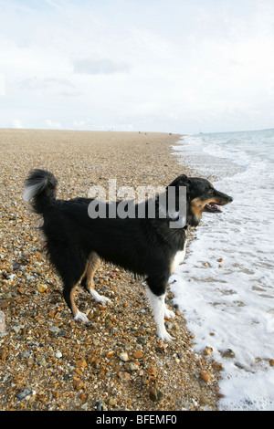 Plage à chien border collie male adult chien jouant sur la plage de Gosport, Royaume-Uni Côte Banque D'Images