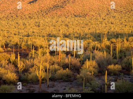 Des milliers de cactus Saguaro près de Tucson, en Arizona. Banque D'Images