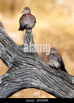 Rire d'Afrique Dove (Streptopelia senegalensis) dans le parc national d'Etosha en Namibie Banque D'Images