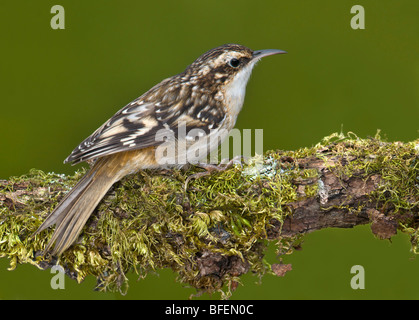 Grimpereau brun (Certhia americana) sur la perche dans Victoria, île de Vancouver, Colombie-Britannique, Canada Banque D'Images