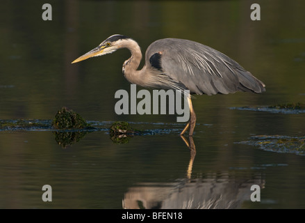 Grand héron (Ardea herodias) pataugeant dans la lagune Esquimalt, Victoria, île de Vancouver, Colombie-Britannique, Canada Banque D'Images