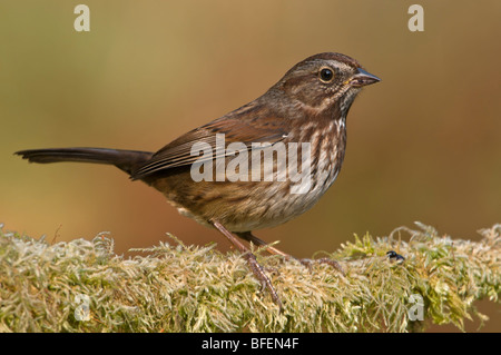 Bruant chanteur (Melospiza melodia) à la perche sur l'île de Vancouver, Colombie-Britannique, Canada Banque D'Images