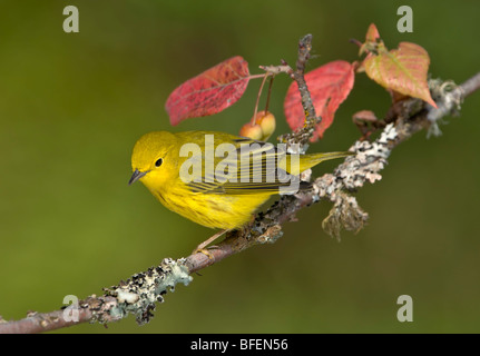 La paruline jaune (Dendroica petechia) sur la perche à Victoria, île de Vancouver, Colombie-Britannique, Canada Banque D'Images