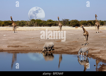 Un rhinocéros noir (Diceros bicornis) et autres animaux sauvages à un étang dans le parc national d'Etosha en Namibie