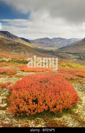 Saule nain (Salix herbacea) Bush, le parc territorial Tombstone, Yukon Territory, Canada Banque D'Images