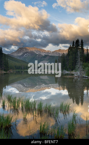 Gamme de wapitis, Elbow Lake, Kananaskis, Alberta, Canada Banque D'Images