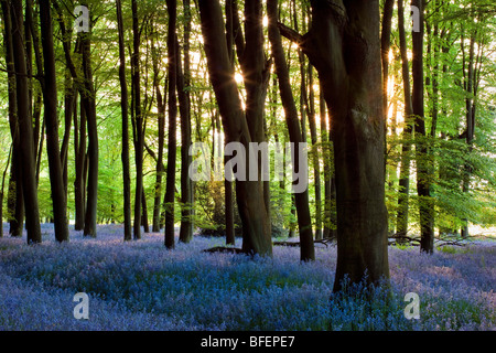 Le soleil qui rayonne à travers un bois Bluebell. Banque D'Images