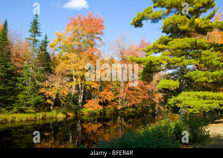 La rivière Mersey, le parc national Kejimkujik, Nouvelle-Écosse, Canada Banque D'Images