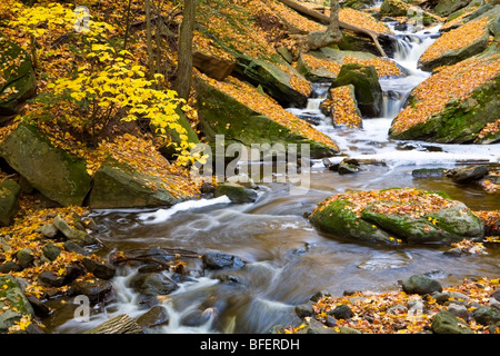 Le ruisseau Grindstone à l'automne, l'Escarpement du Niagara, le sentier Bruce, Hamilton, Ontario, Canada Banque D'Images