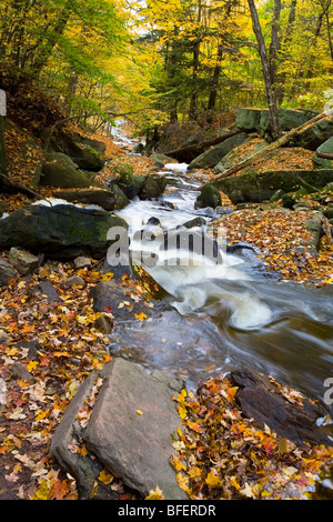 Le ruisseau Grindstone à l'automne, l'Escarpement du Niagara, le sentier Bruce, Hamilton, Ontario, Canada Banque D'Images