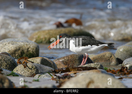 Huîtrier pie Haematopus ostralegus se nourrissant de rivage Pebble Beach, St Mary, Îles Scilly, au Royaume-Uni. Banque D'Images