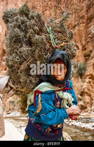 Femme âgée avec une charge lourde dans les Gorges de Todra au Maroc Banque D'Images