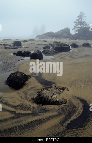 Strand plage dans le brouillard, Burnett Bay, Colombie-Britannique, Canada Banque D'Images