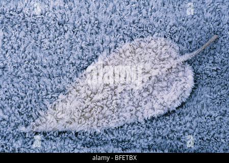 Libre de givre sur feuille, Chilliwack, British Columbia, Canada Banque D'Images