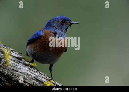 De l'ouest (Sialia bluebird mâle mexicana) près de Oliver, en Colombie-Britannique, Canada Banque D'Images