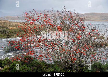 Rowan Tree un plein de fruits rouges sur le Loch Osgaig en Ecosse Banque D'Images