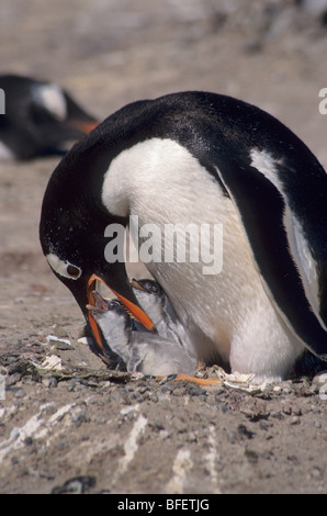 Gentoo pingouin (Pygoscelis papua) des profils régurgiter la nourriture pour poussins, Saunders Island, Îles Falkland Banque D'Images